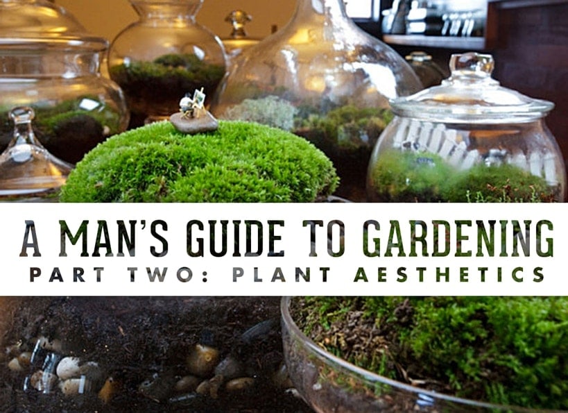 A Man’s Guide To Gardening Part 2: Plant Aesthetics