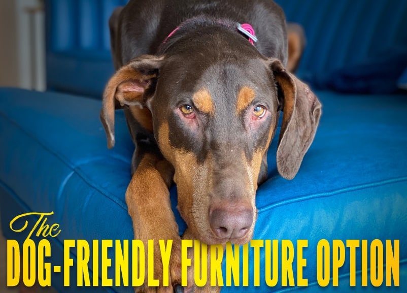 Dog Friendly Furniture Options