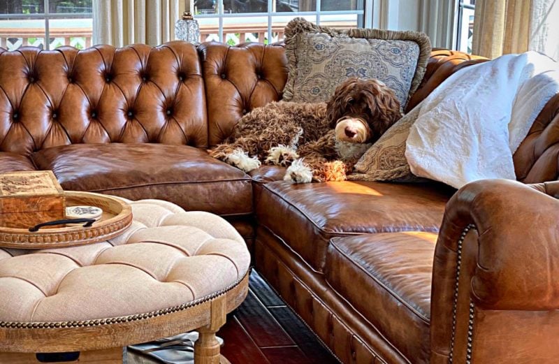 Fitzgerald Hand-Stained Chesterfield Sectional In Vintaged Chocolate Brown Leather With Dog
